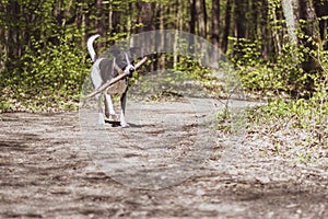 Dog with a stick running in a forest