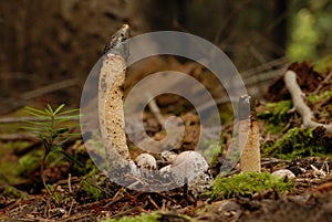 Dog stinkhorn fungus (Mutinus caninus)