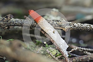 The Dog Stinkhorn Mutinus caninus is an inedible mushroom photo