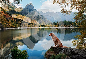 dog on a stone on a mountain lake. autumn mood. Nova Scotia Duck Tolling Retriever on nature background