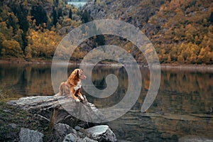 Dog on a stone on a mountain lake. autumn mood. Nova Scotia Duck Tolling Retriever on nature background