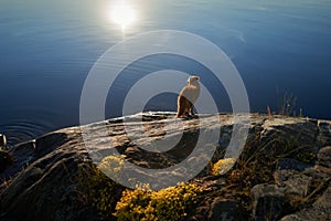 dog on the stone seashore. Nova Scotia duck tolling retriever in a landscape