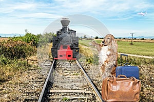 Dog that stops an old locomotive