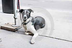 Dog strapped at street side