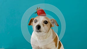 Dog with strawberries on head