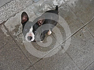 Dog stray. Street dogs. Animal abuse. Pariah dog photo