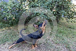 Dog streching in garden