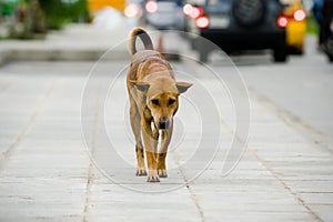 Il cane sul strade 