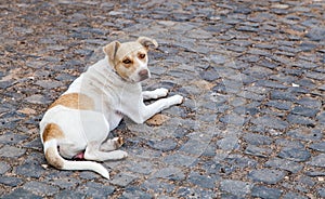 A dog in a street with a chain collar