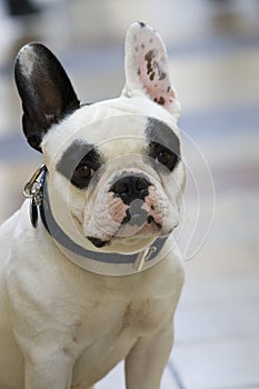 Dog on street french bulldog white and black