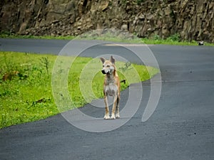 Dog on Street, Looking Away