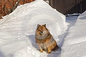 A dog on the street. man`s best friend. walks in nature. beautiful animal