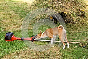 Dog with Strimmer