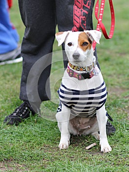 A dog in striped clothes - a pirate