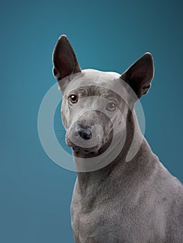 Dog in studio. An alert Thai Ridgeback shows off its iconic ridge