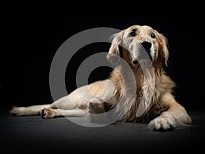 Dog Studio Portrait with black background laying