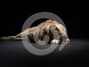 Dog Studio Portrait with black background laying