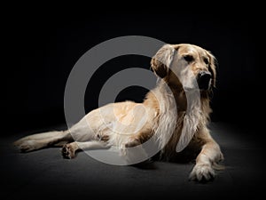 Dog Studio Portrait with black background laying and tired