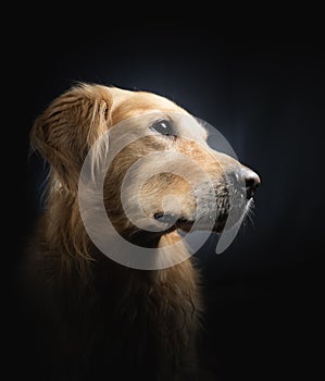 Dog Studio Portrait with black background sitting