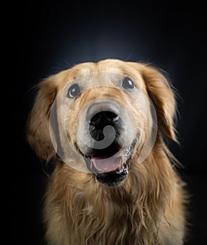 Dog Studio Portrait with black background sitting and smiling with focus at the eyes