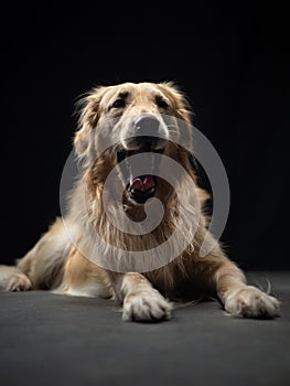 Dog Studio Portrait with black background yawning