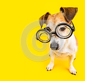 Dog study back to school. yellow bright square. Nerd in glasses. Smart pet
