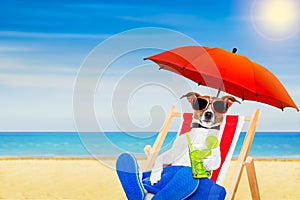 Dog summer beach chair