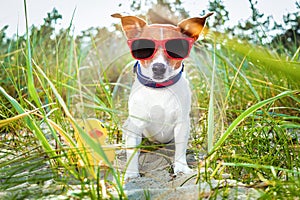 Il cane estate Spiaggia 