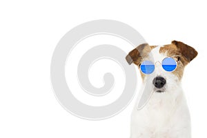 DOG SUMMER. FASHION JACK RUSSELL DOG WEARING BLUE MIRROR GLASSES ISOLATED ON WHITE BACKGROUND READY FOR BEACH. BANNER SPACE FOR