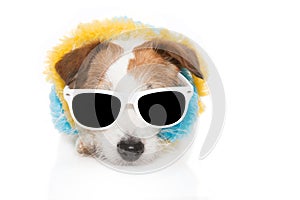 Dog summer going on vacations. Jack russell wearing colorful garlands and sunglasses. isolated on white background