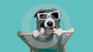 Dog summer going on vacations siting on a beach chair with happy expression face Isolated on blue background photo