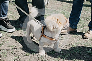 Dog in the summer heat. Cute and funny brown grooming pekingese dog in green grass background. Dog with haircut walk in summer