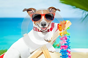 Dog summer vacation