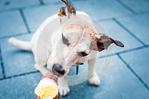 Dog  summer vacation   licking ice cream