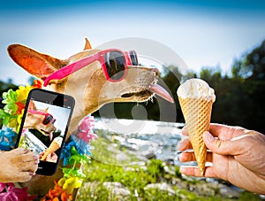 Dog  summer vacation   licking ice cream