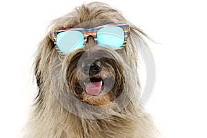 Dog summer vacations. furry sheepdog wearing colorful sunglasses. Isolated on white background