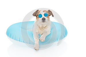 DOG SUMMER VACATIONS. JACK RUSSELL DOG SUNBATHING WITH BLUE AIR FLOAT POOL WEARING SUNGLASSES ON HOLIDAYS