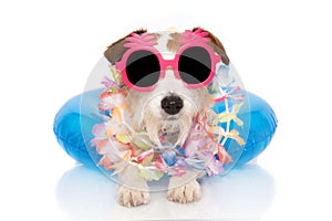 DOG SUMMER VACATIONS. JACK RUSSELL INSIDE A INFLATABLE OR BLUE FLOAT POOL WEARING PINK PINAPLE SUNGLASSES AND FLORAL GARLAND.