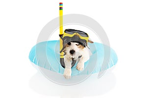 DOG SUMMER VACATIONS. JACK RUSSELL SUNBATHING WITH BLUE AIR POOL AND SNORKEL GOGGLES ON HOLIDAYS. ISOLATED AGAINST WHITE