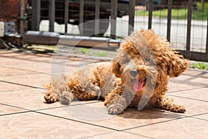 Dog sun bathing as therapy to relieve itchy skin