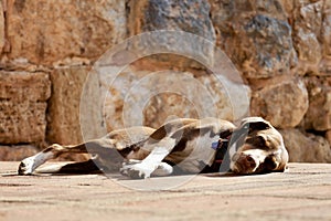 Dog sunbathing stone