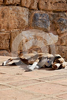 Dog sunbathing stone