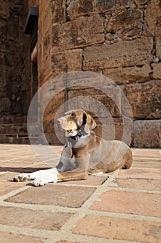 Dog sunbathing stone