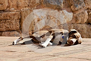 Dog sunbathing stone