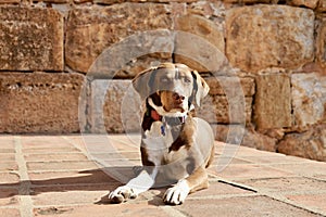 Dog sunbathing stone