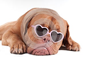 Dog with sunglasses photo