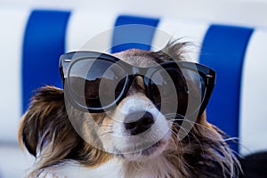 Dog with sunglasses