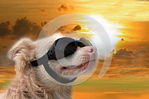Il cane occhiali da sole 