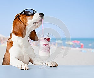 Dog in sunglasses drink cocktail