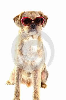 Dog with sunglasses